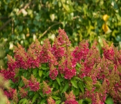 2020 09 19 LongFellowGardens 023